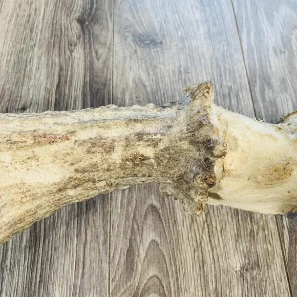 Naturally Shed Wild Moose Antler (Horn, Knife, Carving, Chew, Taxidermy) Full - Picture 4 of 16